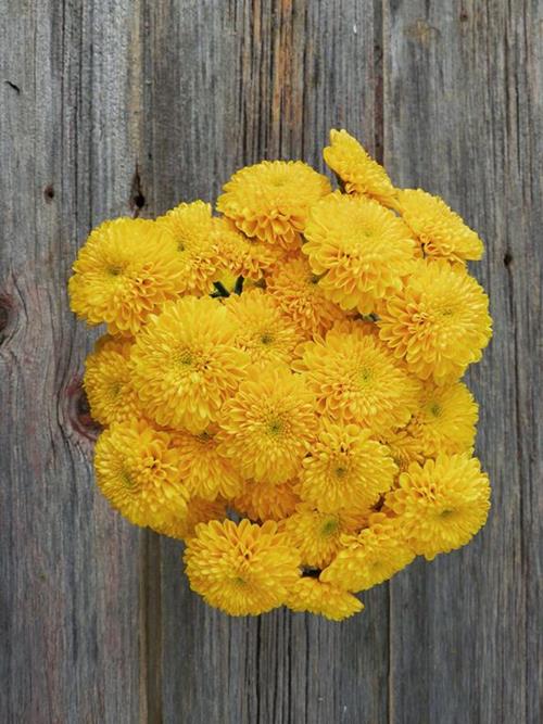 BUTTON YELLOW POMPONS
